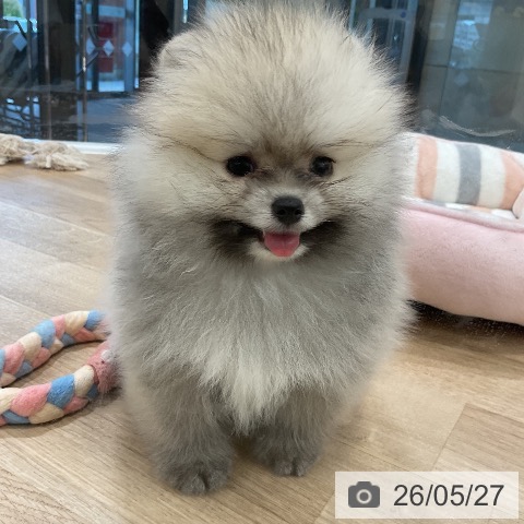 ポメラニアンの写真