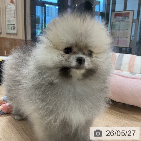 ポメラニアンの写真