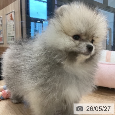 ポメラニアンの写真