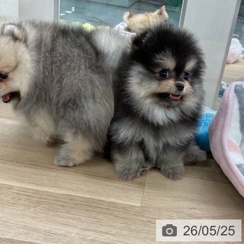 ポメラニアンの写真