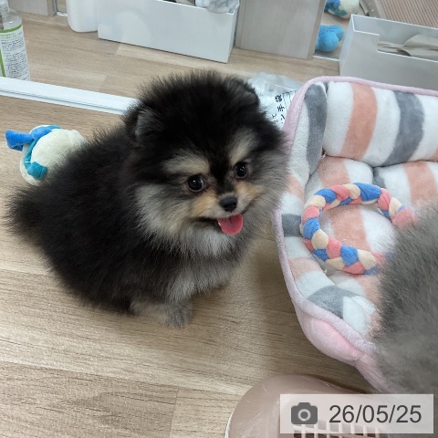 ポメラニアンの写真