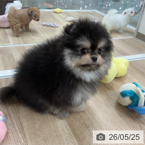ポメラニアンの写真