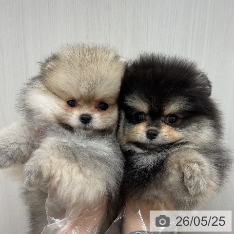 ポメラニアンの写真