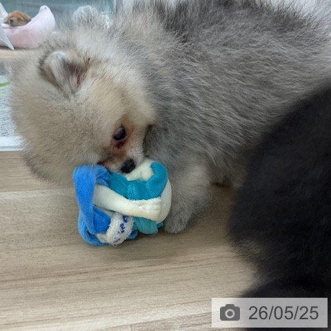 ポメラニアンの写真