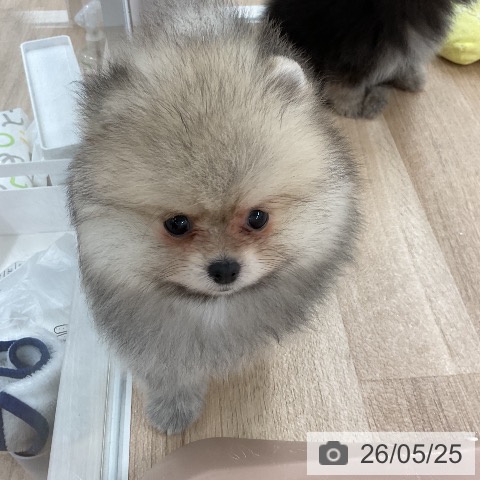 ポメラニアンの写真