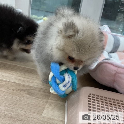 ポメラニアンの写真