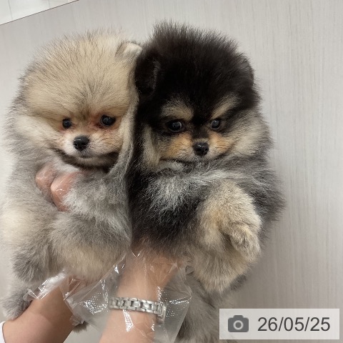 ポメラニアンの写真