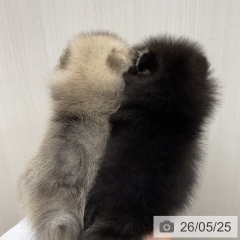 ポメラニアンの写真