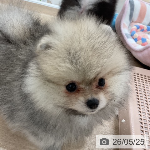ポメラニアンの写真
