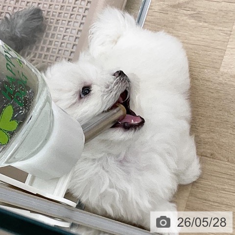 福岡県のマルチーズ (ペットプラス 春日店/2026年3月23日生まれ/男の子/ホワイト)の子犬の4枚目の画像