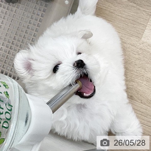 福岡県のマルチーズ (ペットプラス 春日店/2026年3月23日生まれ/男の子/ホワイト)の子犬の3枚目の画像