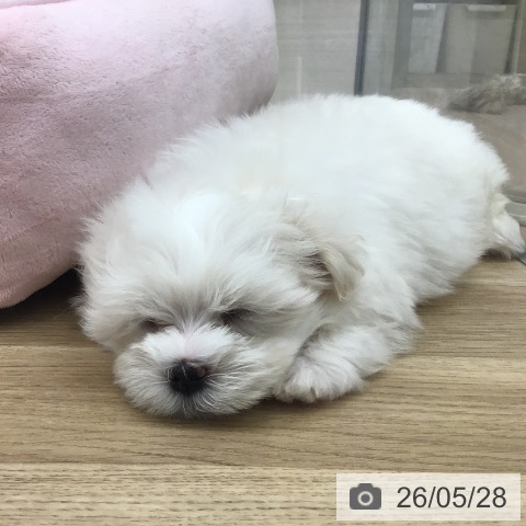 福岡県のマルチーズ (ペットプラス 春日店/2026年3月23日生まれ/男の子/ホワイト)の子犬の3枚目の画像