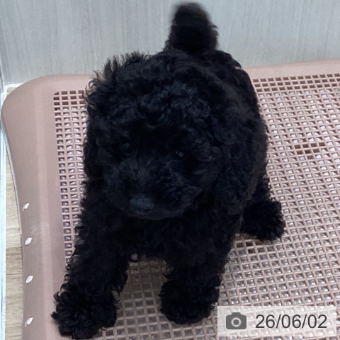 宮城県のトイプードル(トイ) (ペットプラス 仙台泉大沢店/2026年3月26日生まれ/男の子/ブラック)の子犬の4枚目の画像