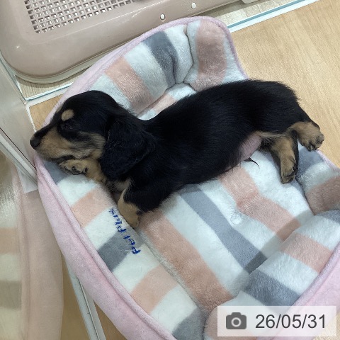 鹿児島県のミニチュアダックスフンド(ロング) (ペットプラス 姶良店/2026年3月24日生まれ/男の子/ブラックイエロー)の子犬の3枚目の画像