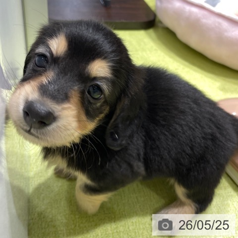 福岡県のミニチュアダックスフンド(ロング) (ペットプラス MARK IS 福岡ももち店/2026年3月24日生まれ/女の子/ブラックイエロー)の子犬の3枚目の画像
