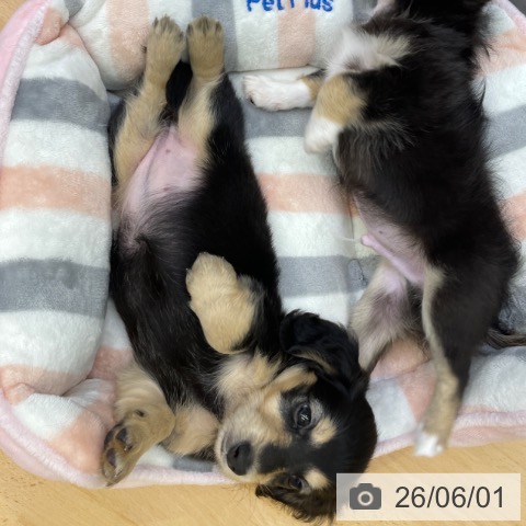 ミニチュア・ダックスフンドの写真