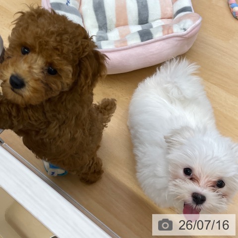 マルチーズの写真