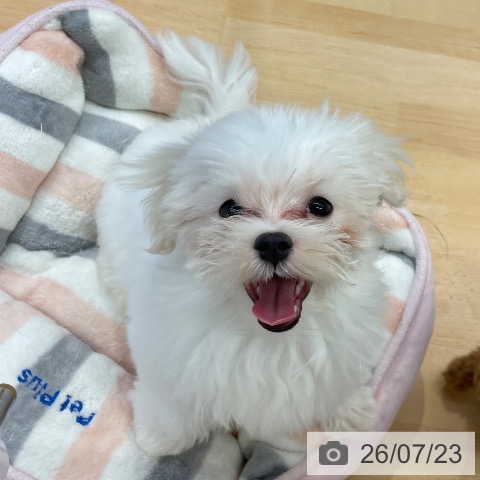 マルチーズの写真