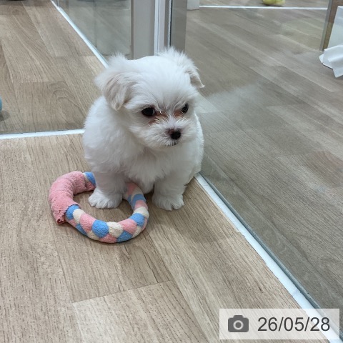 福岡県のマルチーズ (ペットプラス 八幡東店/2026年3月24日生まれ/男の子/ホワイト)の子犬の4枚目の画像