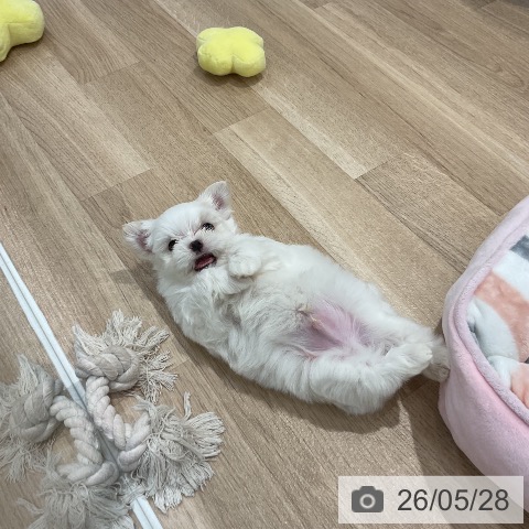 福岡県のマルチーズ (ペットプラス 八幡東店/2026年3月24日生まれ/男の子/ホワイト)の子犬の3枚目の画像