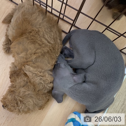 福岡県のイタリアングレーハウンド (ペットプラス 福岡店/2026年3月26日生まれ/女の子/ブルーホワイトマーキングス)の子犬の3枚目の画像