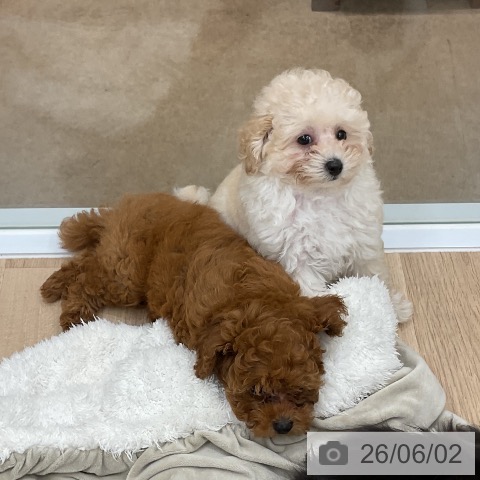 福岡県のトイプードル(トイ) (ペットプラス 八幡東店/2026年3月24日生まれ/女の子/レッド)の子犬の3枚目の画像