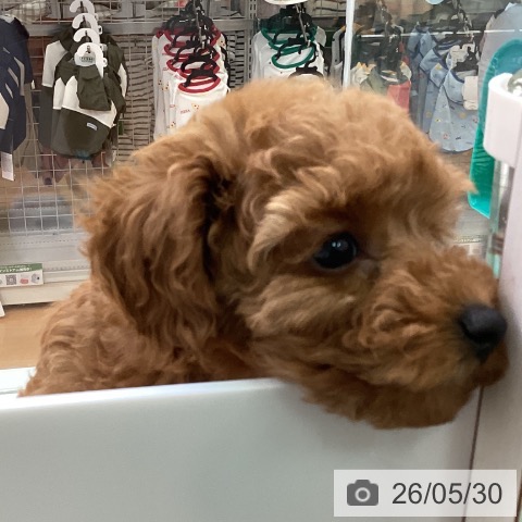 福岡県のトイプードル(トイ) (ペットプラス 黒崎店/2026年3月24日生まれ/女の子/レッド)の子犬の4枚目の画像