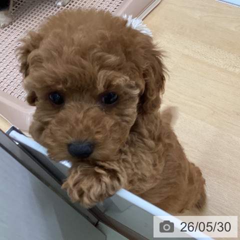 福岡県のトイプードル(トイ) (ペットプラス 黒崎店/2026年3月24日生まれ/女の子/レッド)の子犬の3枚目の画像