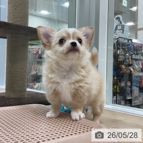 チワワの写真
