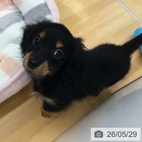 福岡県のカニンヘンダックスフンド(ロング) (ペットプラス 黒崎店/2026年3月26日生まれ/男の子/ブラックタン)の子犬の4枚目の画像
