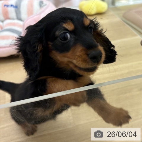 宮崎県のカニンヘンダックスフンド(ロング) (ペットプラス 宮崎店/2026年3月26日生まれ/男の子/ブラックタン)の子犬の3枚目の画像