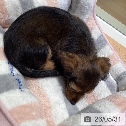 沖縄県のカニンヘンダックスフンド(ロング) (ペットプラス 南風原店/2026年3月26日生まれ/女の子/レッド)の子犬の4枚目の画像