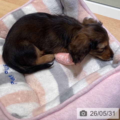 沖縄県のカニンヘンダックスフンド(ロング) (ペットプラス 南風原店/2026年3月26日生まれ/女の子/レッド)の子犬の3枚目の画像