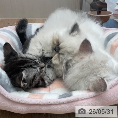 福岡県のアメリカンショートヘアー (ペットプラス ららぽーと福岡店/2026年3月26日生まれ/男の子/シルバータビー)の子猫の3枚目の画像