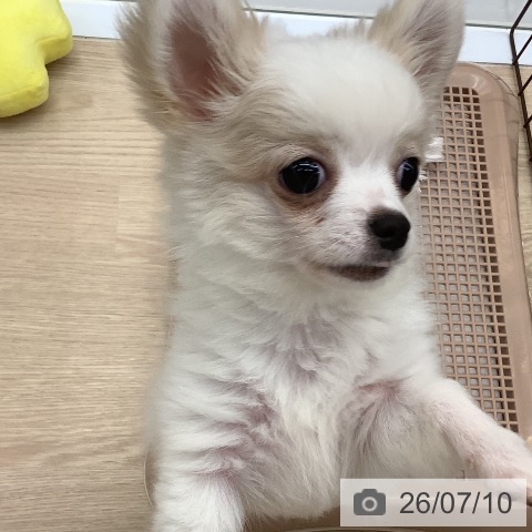 沖縄県のチワワ(ロング) (ペットプラス 南風原店/2026年3月24日生まれ/男の子/ホワイトクリーム)の子犬の3枚目の画像