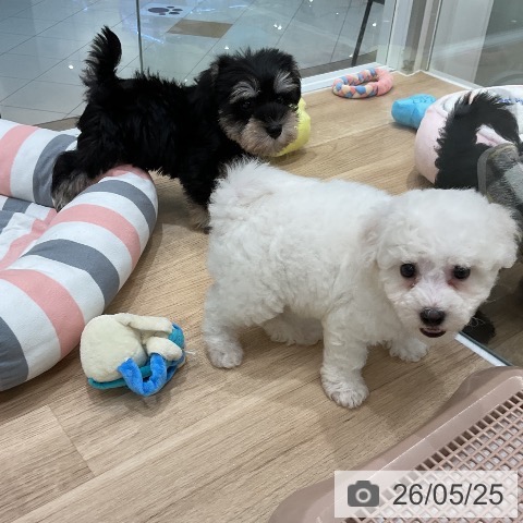 福岡県のビションフリーゼ (ペットプラス 八幡東店/2026年3月23日生まれ/男の子/ホワイト)の子犬の3枚目の画像