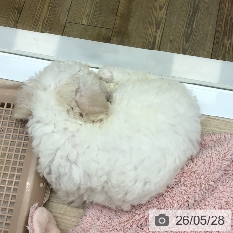 ビション・フリーゼの写真
