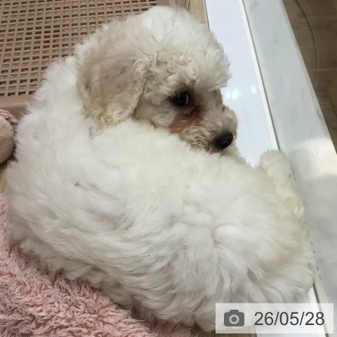 宮崎県のビションフリーゼ (ペットプラス 宮崎店/2026年3月23日生まれ/女の子/ホワイト)の子犬の4枚目の画像