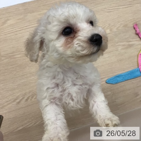 宮崎県のビションフリーゼ (ペットプラス 宮崎店/2026年3月23日生まれ/女の子/ホワイト)の子犬の3枚目の画像