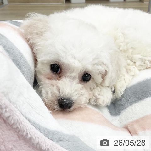福岡県のビションフリーゼ (ペットプラス 春日店/2026年3月23日生まれ/女の子/ホワイト)の子犬の4枚目の画像