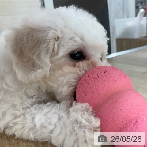 福岡県のビションフリーゼ (ペットプラス 春日店/2026年3月23日生まれ/女の子/ホワイト)の子犬の3枚目の画像