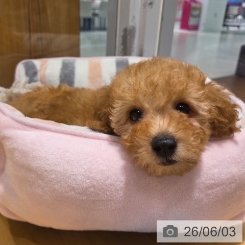 神奈川県のトイプードル(トイ) (ペットプラス ビアレ横浜店/2026年3月24日生まれ/男の子/アプリコット)の子犬の4枚目の画像