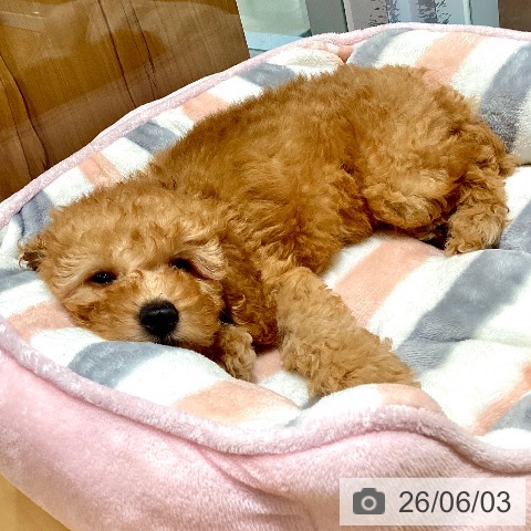 神奈川県のトイプードル(トイ) (ペットプラス ビアレ横浜店/2026年3月24日生まれ/男の子/アプリコット)の子犬の3枚目の画像
