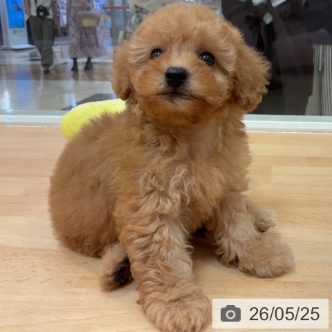 福岡県のトイプードル(トイ) (ペットプラス 福岡伊都店/2026年3月24日生まれ/男の子/アプリコット)の子犬の3枚目の画像