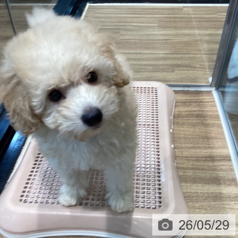 埼玉県のトイプードル(トイ) (ペッツワン 新座店/2026年3月27日生まれ/男の子/クリーム)の子犬の3枚目の画像
