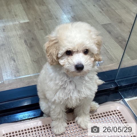 埼玉県のトイプードル(トイ) (ペッツワン 新座店/2026年3月27日生まれ/男の子/クリーム)の子犬の4枚目の画像