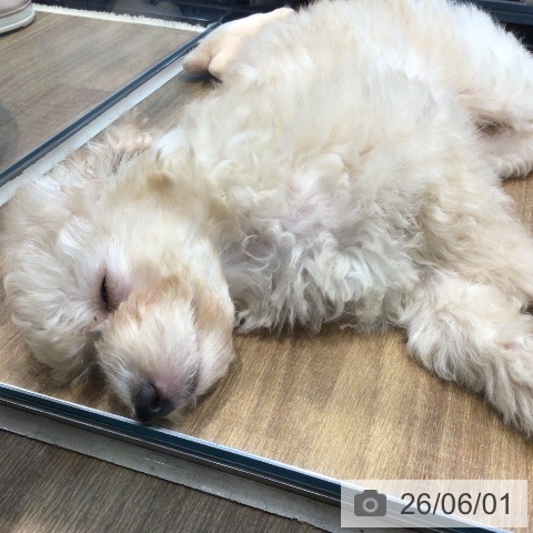埼玉県のトイプードル(トイ) (ペッツワン 新座店/2026年3月27日生まれ/男の子/クリーム)の子犬の3枚目の画像