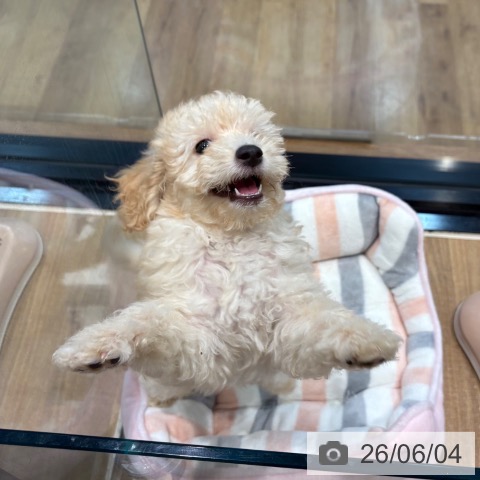 埼玉県のトイプードル(トイ) (ペッツワン 新座店/2026年3月27日生まれ/男の子/クリーム)の子犬の4枚目の画像