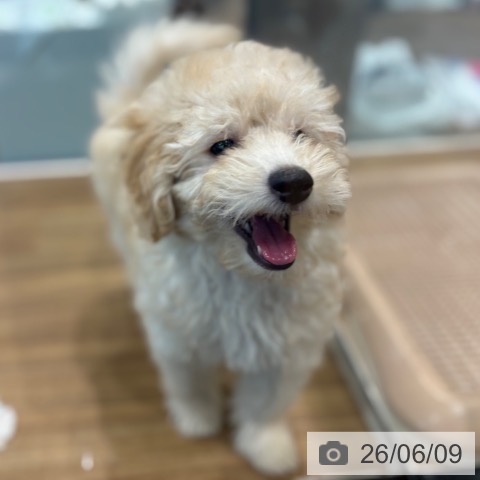 埼玉県のトイプードル(トイ) (ペッツワン 新座店/2026年3月27日生まれ/男の子/クリーム)の子犬の3枚目の画像
