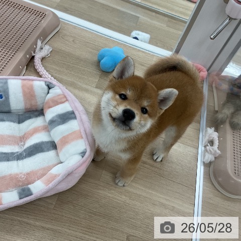福岡県の柴犬(標準サイズ) (ペットプラス 八幡東店/2026年3月27日生まれ/女の子/赤)の子犬の4枚目の画像